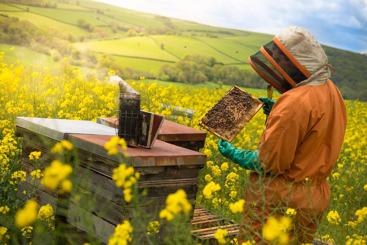 Bee Keeping at Quince Honey Farm, North Devon attraction, family day out, things to do in Devon, Barnstaple